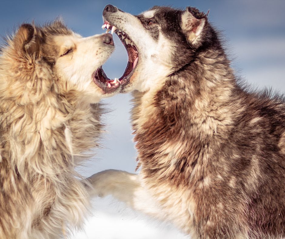 człowiek człowiekowi człowiekiem