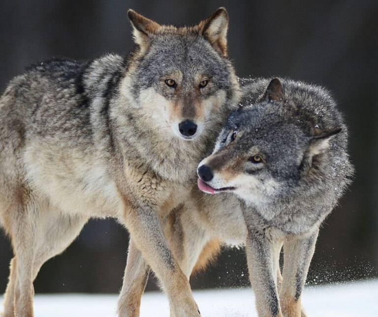 Człowiek człowiekowi człowiekiem